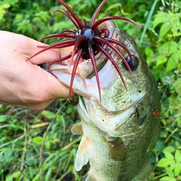 ブラックバス