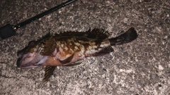 ガシラの釣果