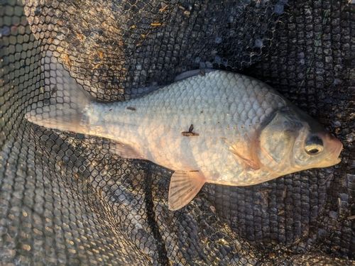 ヘラブナの釣果