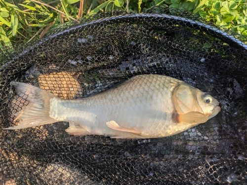 ヘラブナの釣果