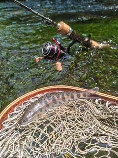 ヤマメの釣果