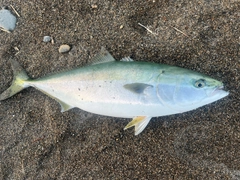 ワラサの釣果