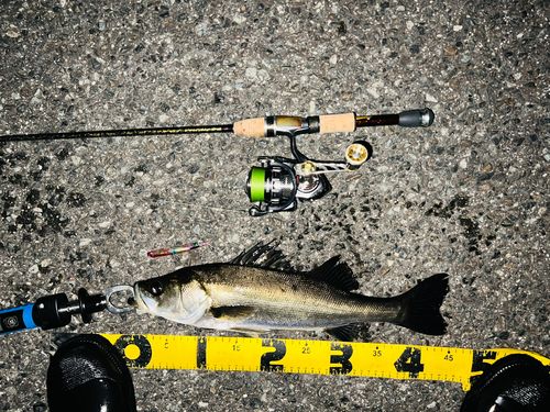 シーバスの釣果