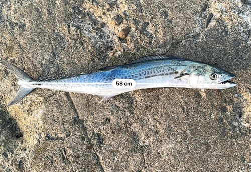 サゴシの釣果