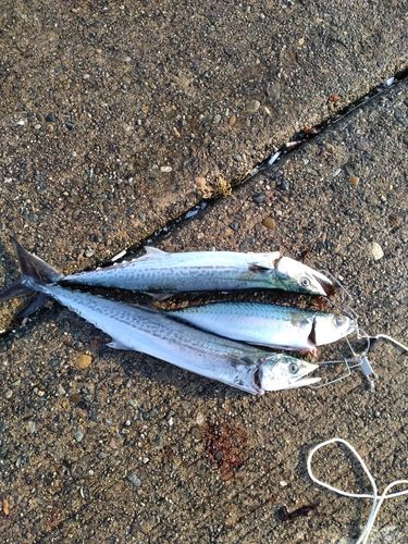 サゴシの釣果