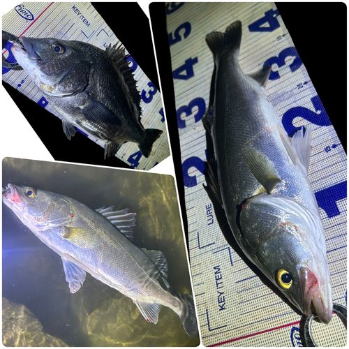 シーバスの釣果