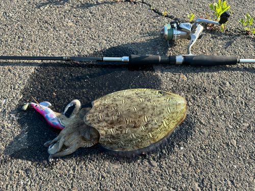 モンゴウイカの釣果