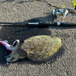 モンゴウイカ