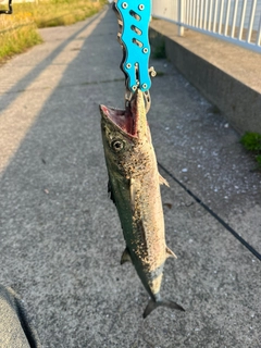 サゴシの釣果