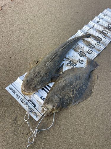 ヒラメの釣果