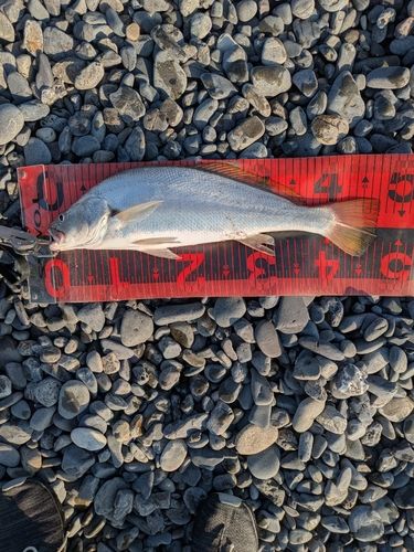 ニベの釣果