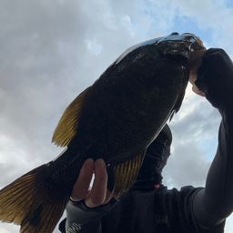 スモールマウスバス