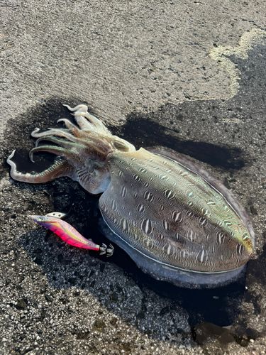 モンゴウイカの釣果
