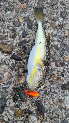 クサフグの釣果