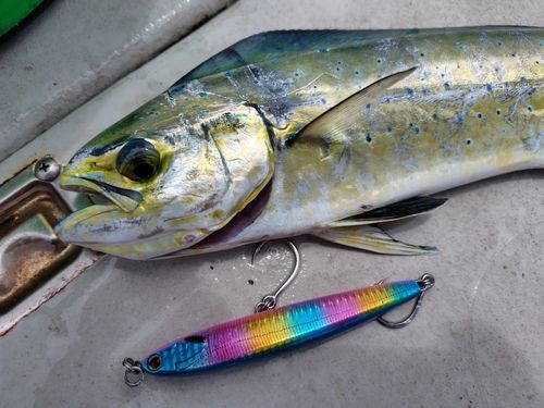 シイラの釣果