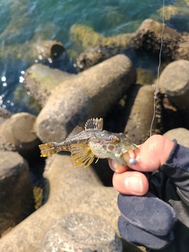 タケノコメバルの釣果
