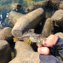 タケノコメバル