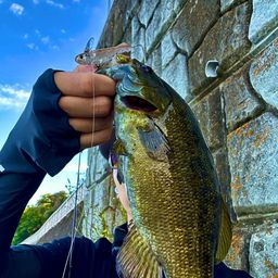 スモールマウスバス