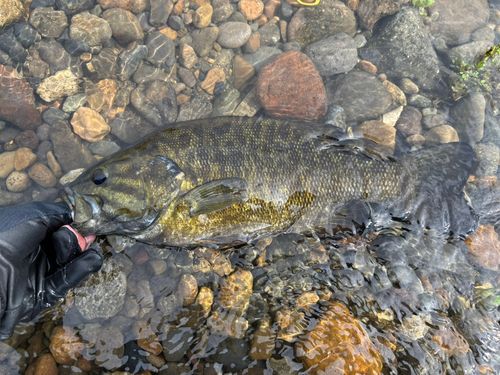 スモールマウスバスの釣果