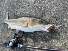 ウグイの釣果