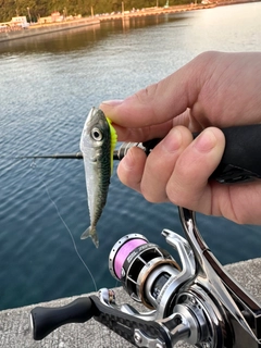 サバの釣果