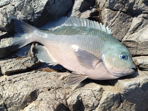クチブトグレの釣果