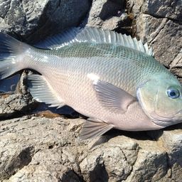 クチブトグレ