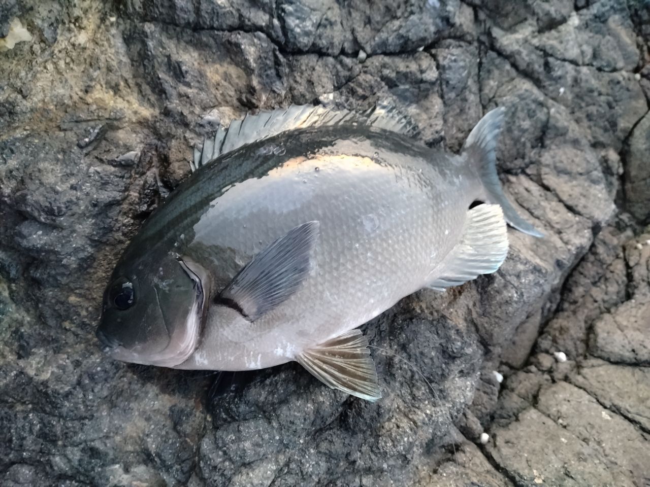 クチブトグレ