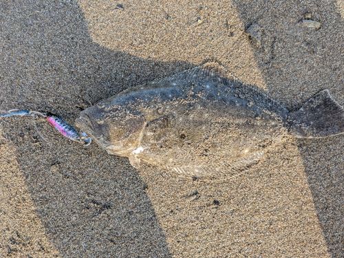 ソゲの釣果