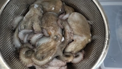 マダコの釣果
