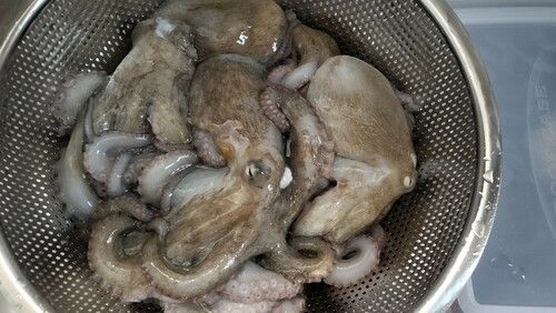マダコの釣果