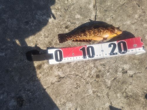 アイナメの釣果