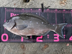 オナガグレの釣果