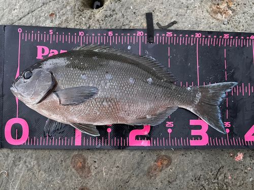 オナガグレの釣果