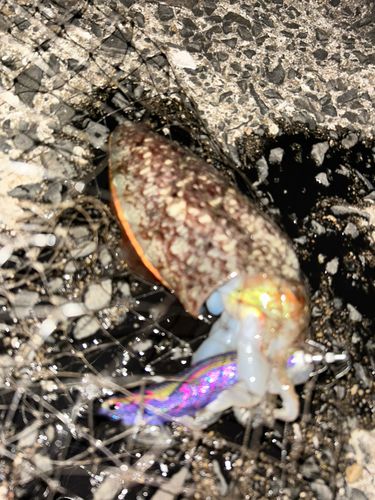 コウイカの釣果