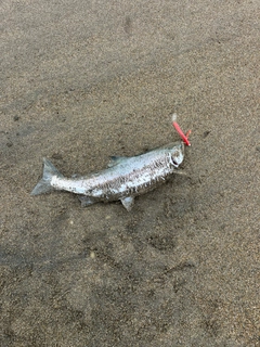 サクラマスの釣果