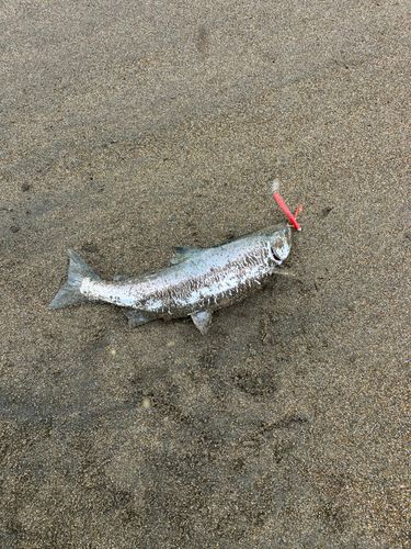 サクラマスの釣果