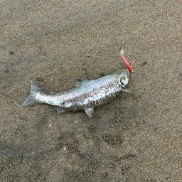 サクラマス