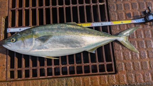 ワラサの釣果