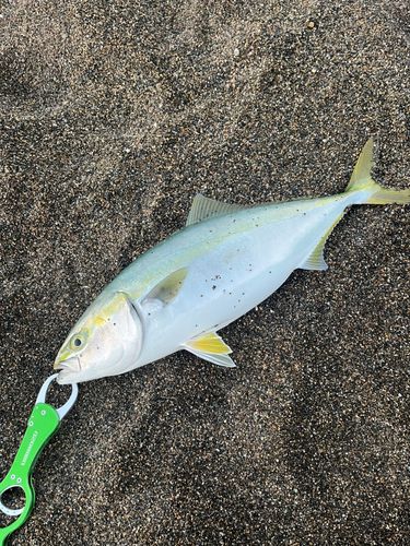 ワラサの釣果