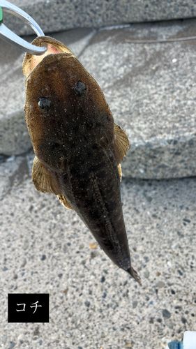 マゴチの釣果