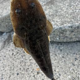 マゴチ