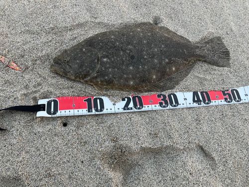 ヒラメの釣果