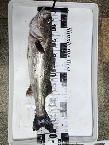 釣果