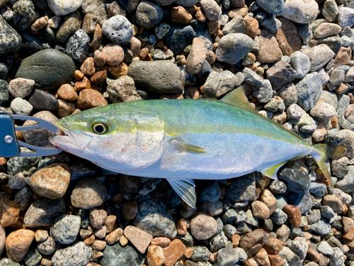 フクラギの釣果
