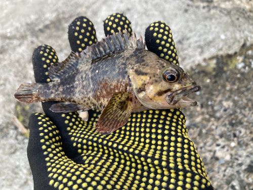 タケノコメバルの釣果
