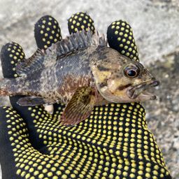 タケノコメバル