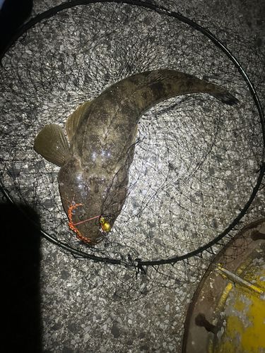 コチの釣果