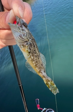 アナハゼの釣果