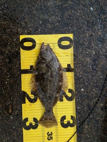 ヒラメの釣果